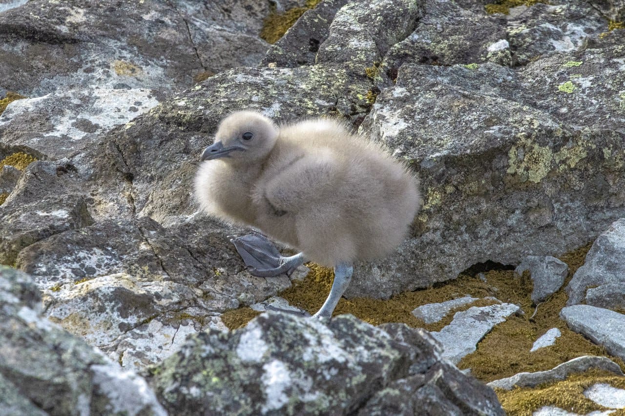 Полярники показали арктических птенцов, которые впервые за два года вылупились возле станции