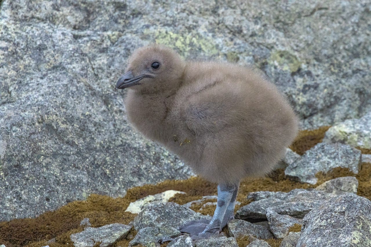 Полярники показали арктических птенцов, которые впервые за два года вылупились возле станции