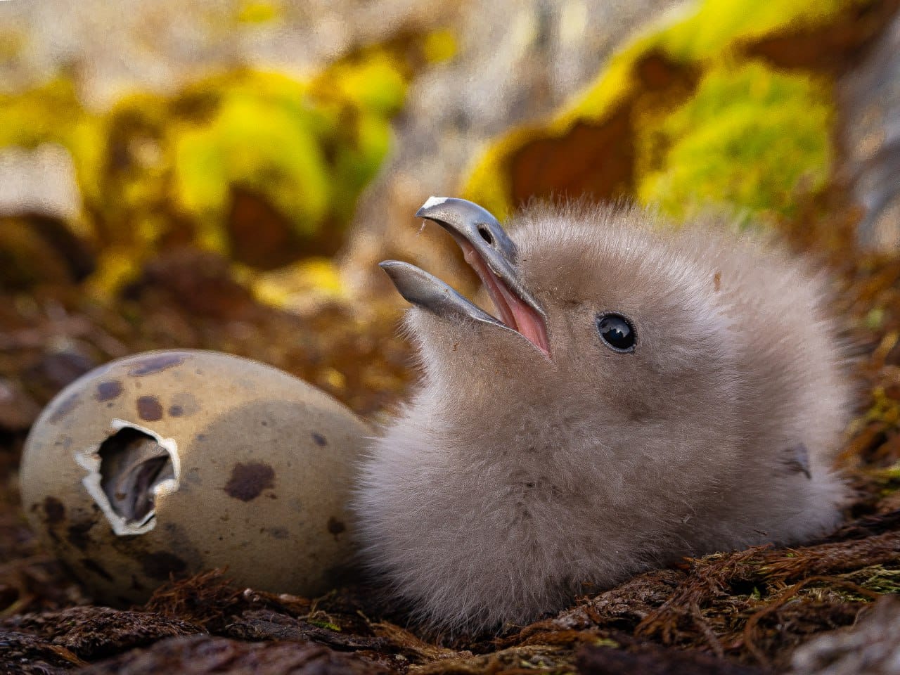Полярники показали арктических птенцов, которые впервые за два года вылупились возле станции
