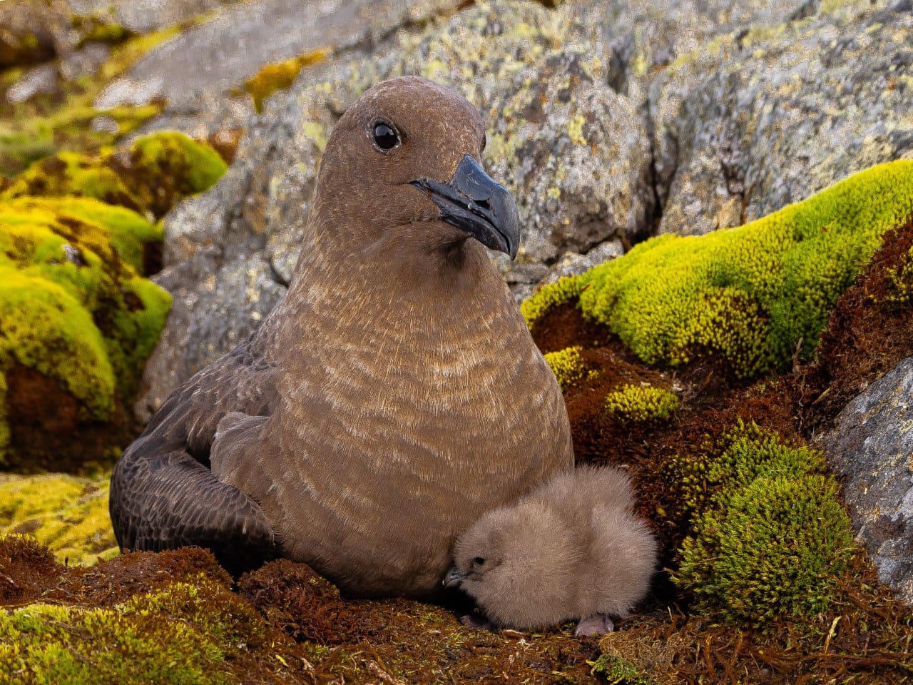 Полярники показали арктических птенцов, которые впервые за два года вылупились возле станции