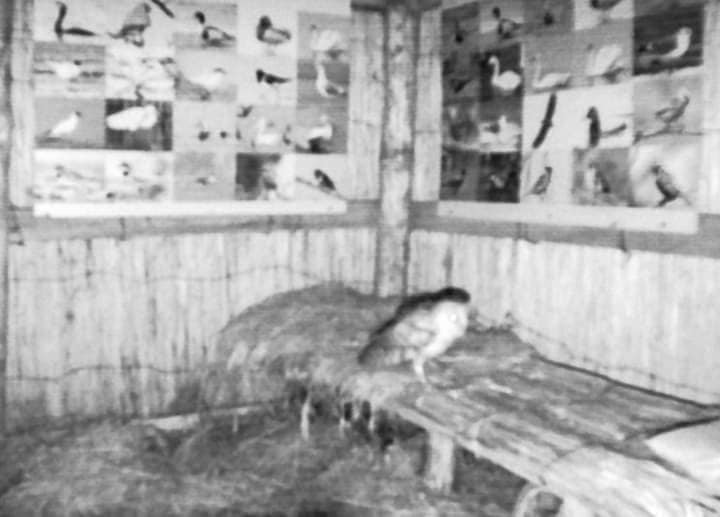 На Тузловских лиманах впервые зафиксировали редкую птицу с "лицом" в форме сердца (фото)