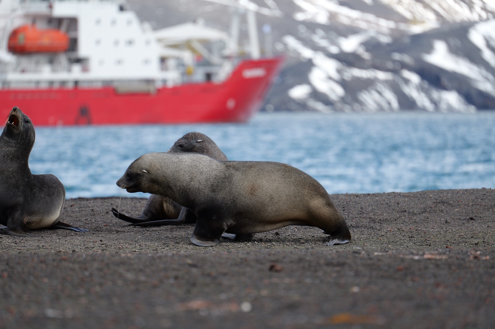 "Пройшли Дрейком, як автобаном". На "Академік Вернадський" прибула нова команда полярників (фото)