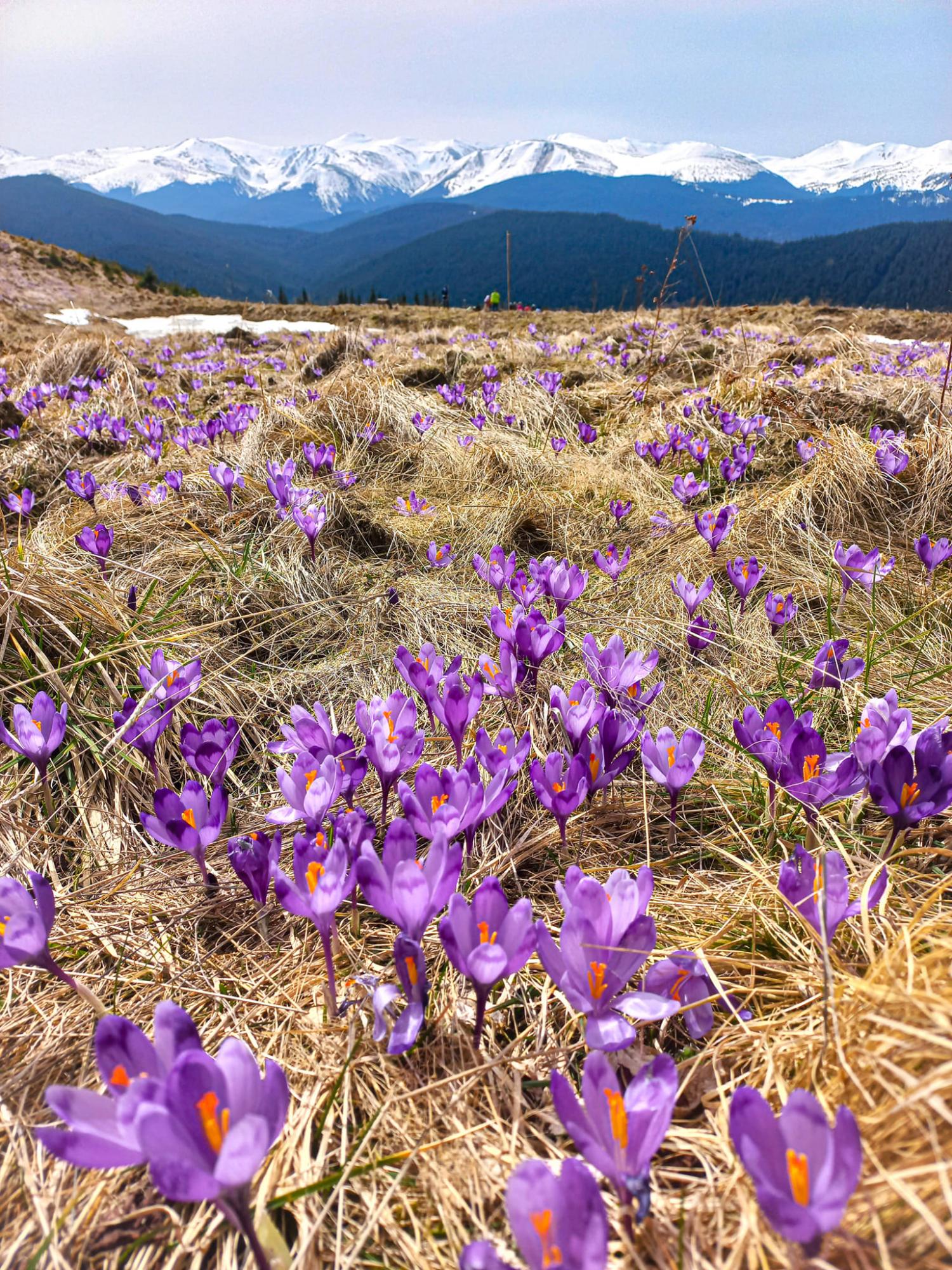 В Карпаты пришла весна: невероятные фото с горных вершин, усеяных цветами