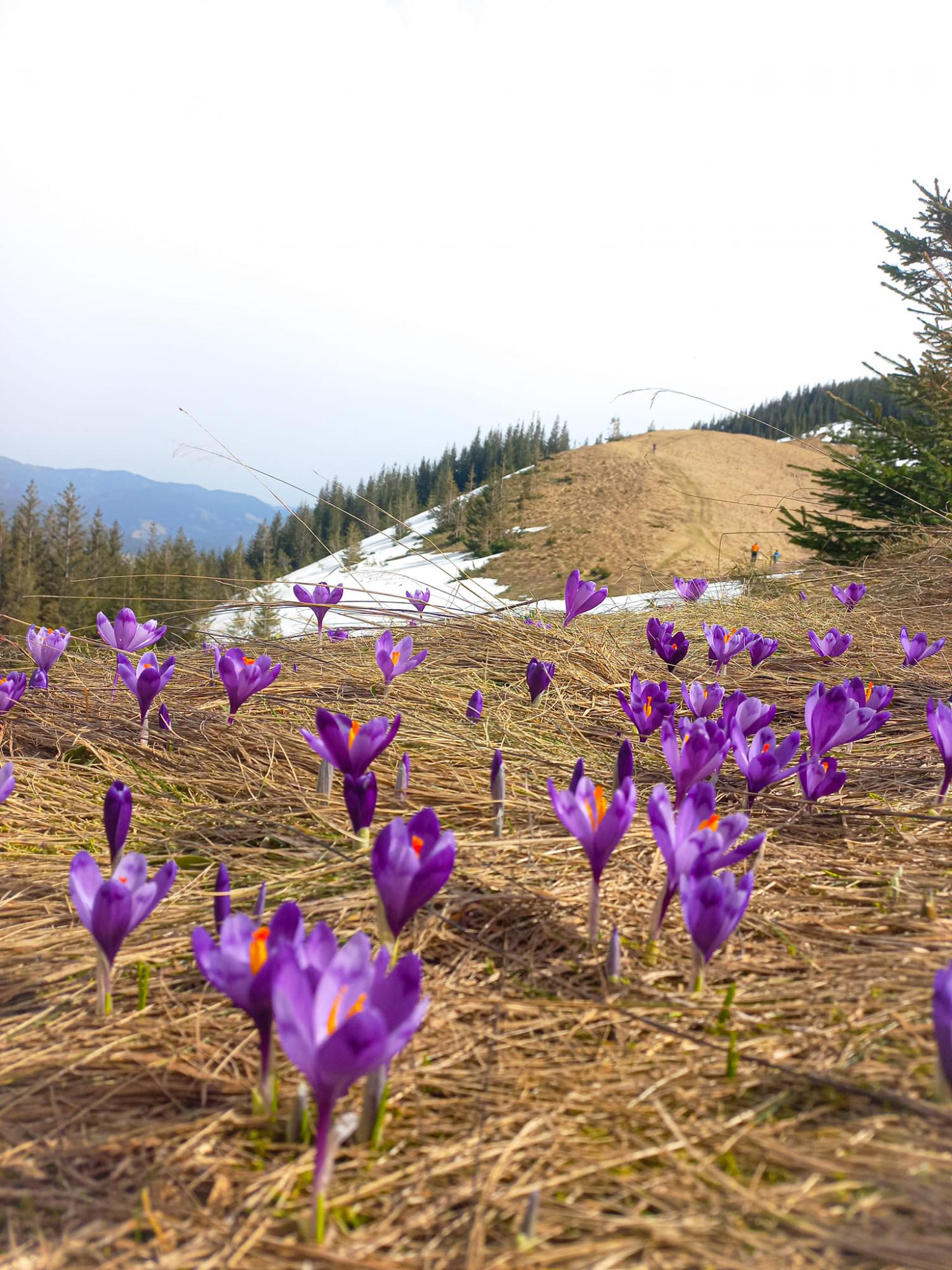 В Карпаты пришла весна: невероятные фото с горных вершин, усеяных цветами