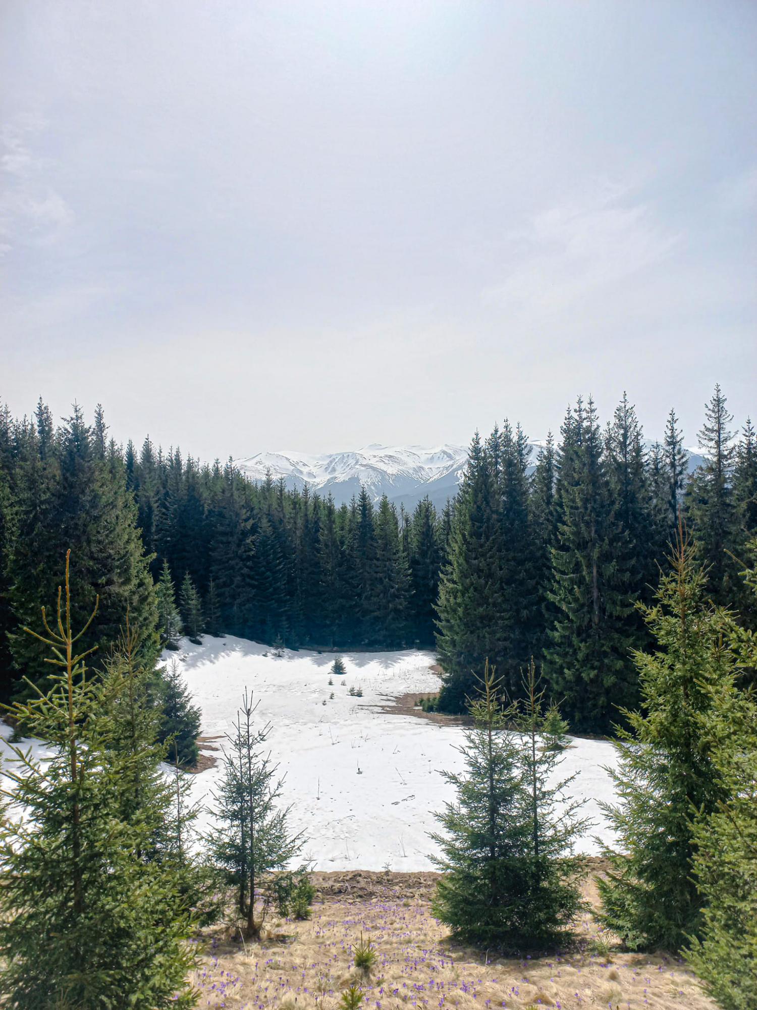 В Карпаты пришла весна: невероятные фото с горных вершин, усеяных цветами