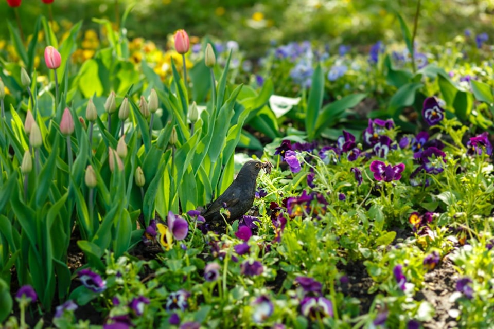 Весна на Певческом. В Киеве открывается грандиозная выставка цветов