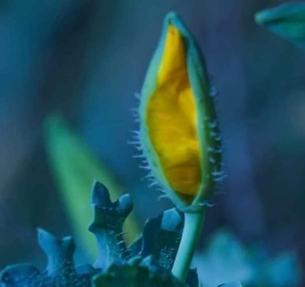 В Україні розцвіла дуже рідкісна квітка, занесена до Червоної книги: фото