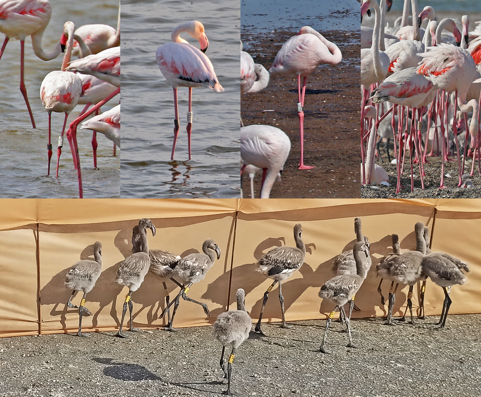 Вони потребують нашого захисту: унікальні рожеві фламінго під Одесою опинилися під загрозою