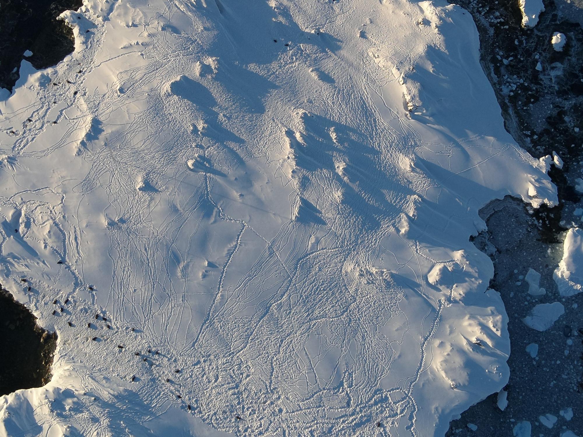 Украинские полярники показали кошачье "нашествие" в Антарктике: невероятные фото