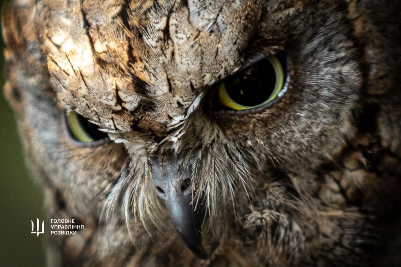 "Штатні" сови ГУР оселяться у Київському зоопарку. Неймовірна історія порятунку птахів (фото)