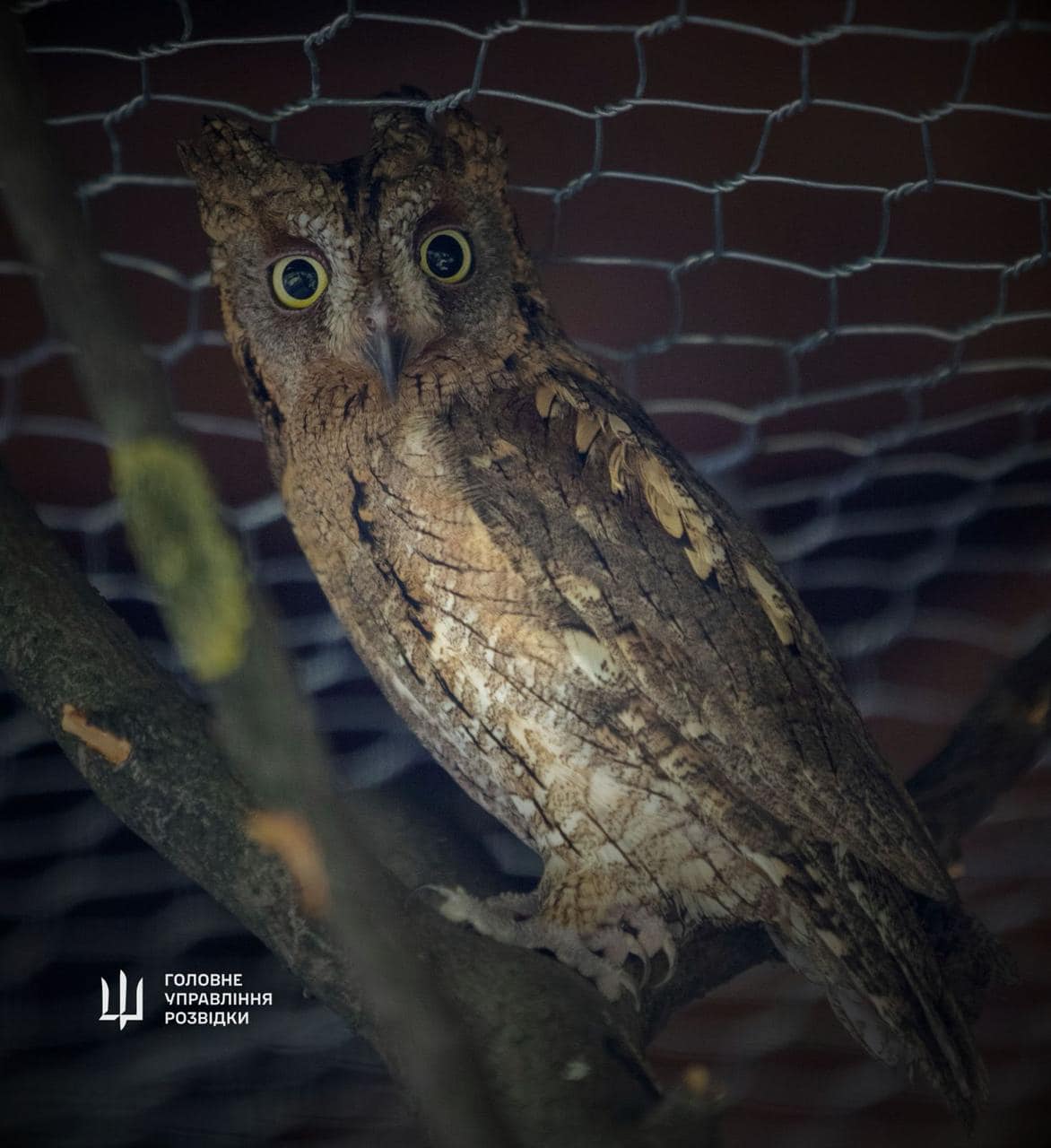 "Штатні" сови ГУР оселяться у Київському зоопарку. Неймовірна історія порятунку птахів (фото)