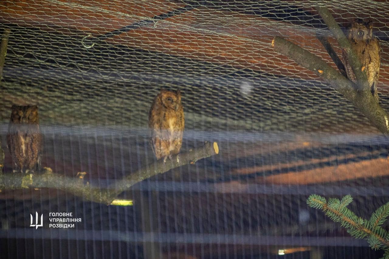 "Штатні" сови ГУР оселяться у Київському зоопарку. Неймовірна історія порятунку птахів (фото)