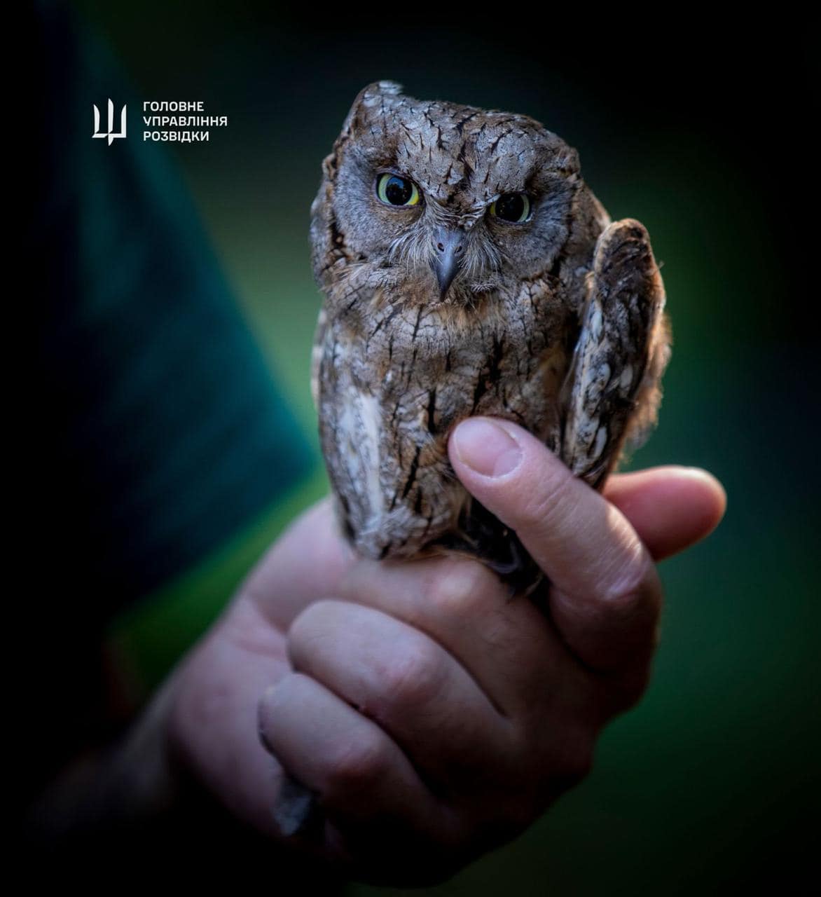 "Штатні" сови ГУР оселяться у Київському зоопарку. Неймовірна історія порятунку птахів (фото)
