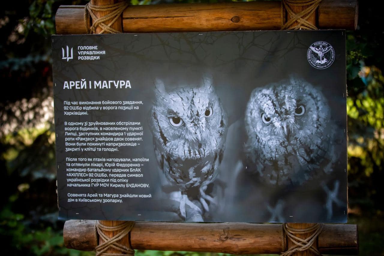 "Штатні" сови ГУР оселяться у Київському зоопарку. Неймовірна історія порятунку птахів (фото)