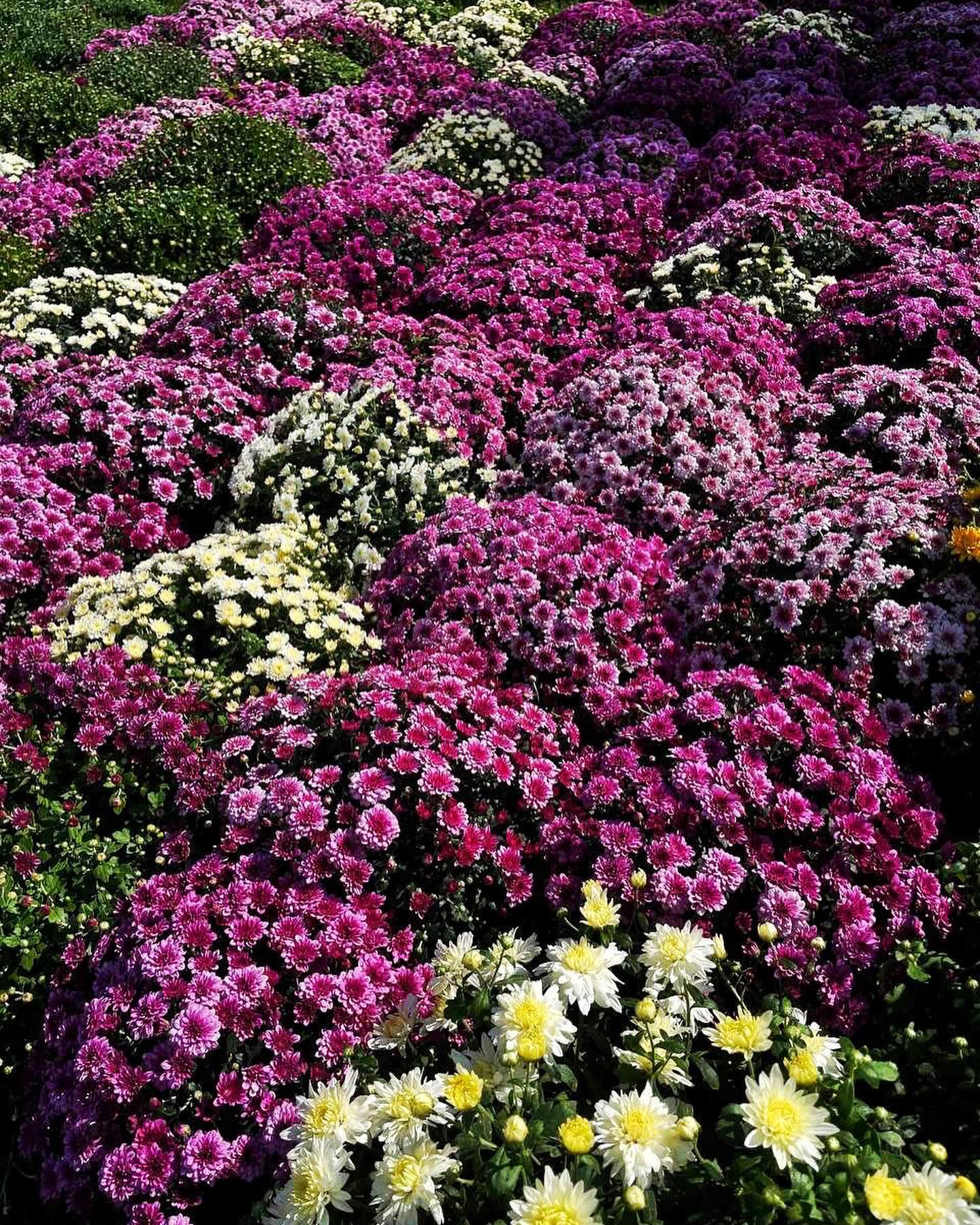 Под Киевом открылась фантастическая выставка цветов: как туда попасть с семьей