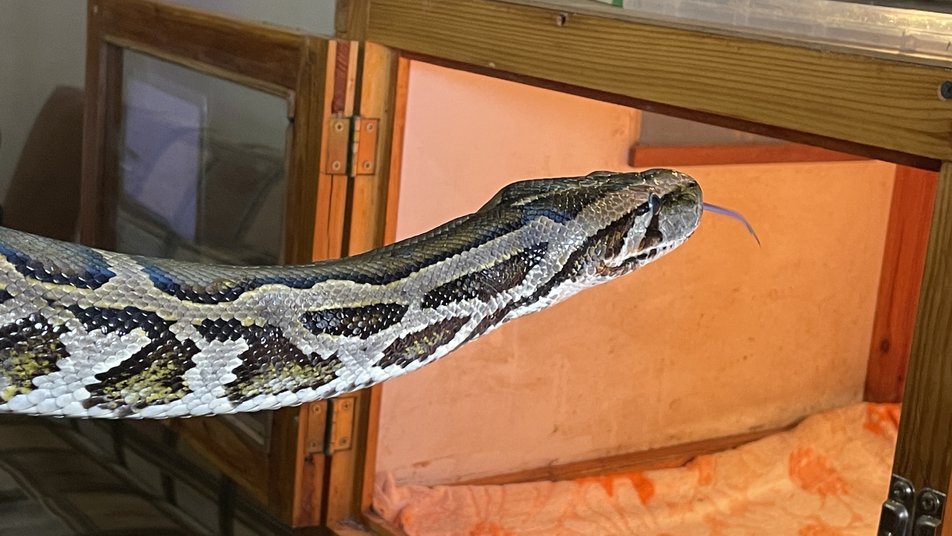 Боец ВСУ спас трехметрового питона из подбитого российского танка (видео и фото)