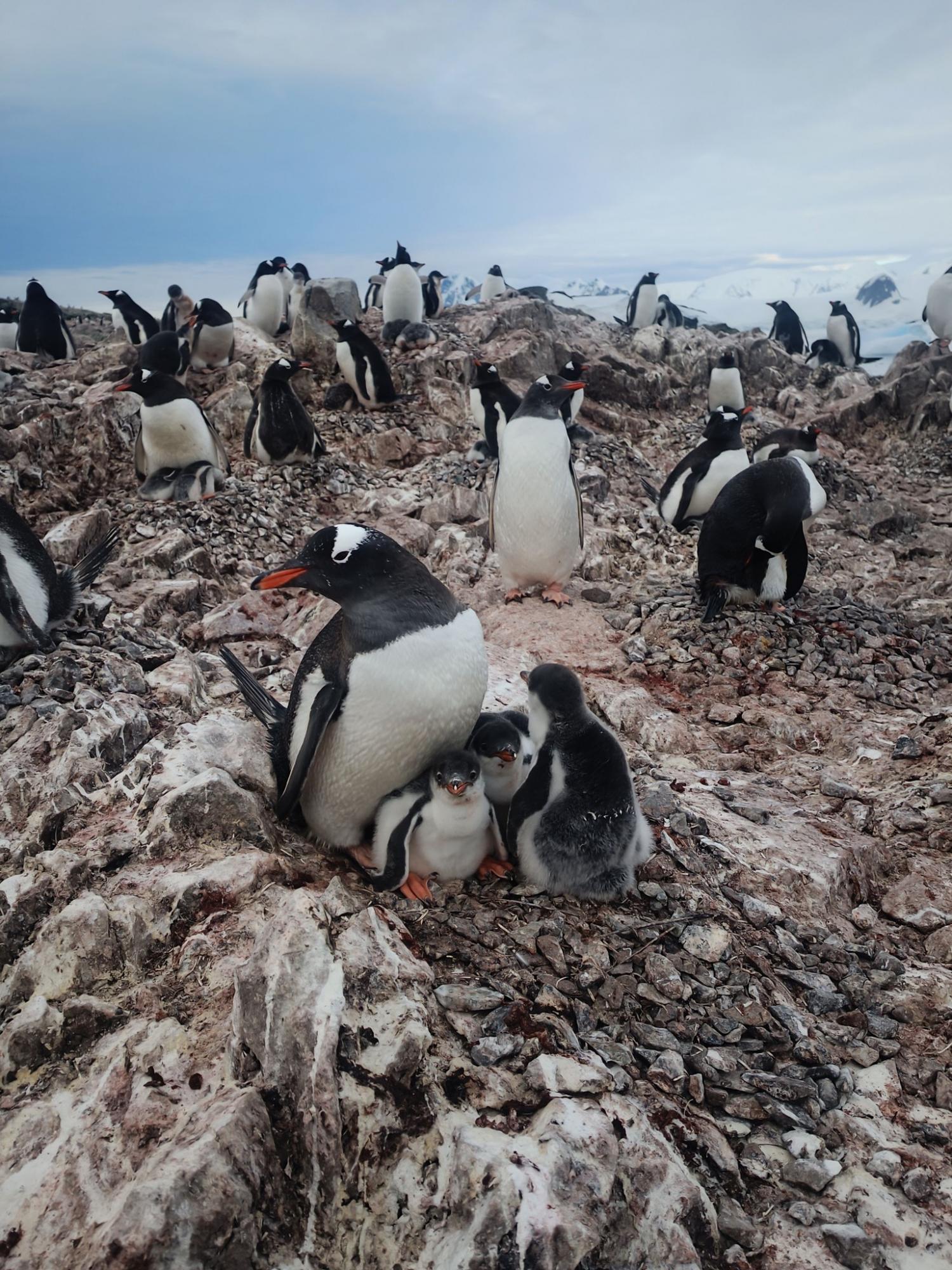 Уникальная семья: полярники показали пингвинов с редким количеством птенцов