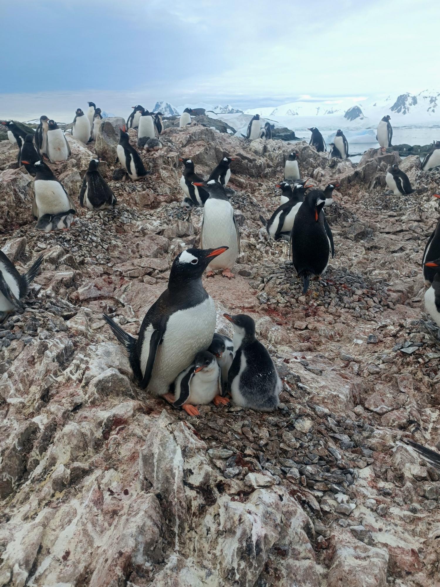 Уникальная семья: полярники показали пингвинов с редким количеством птенцов