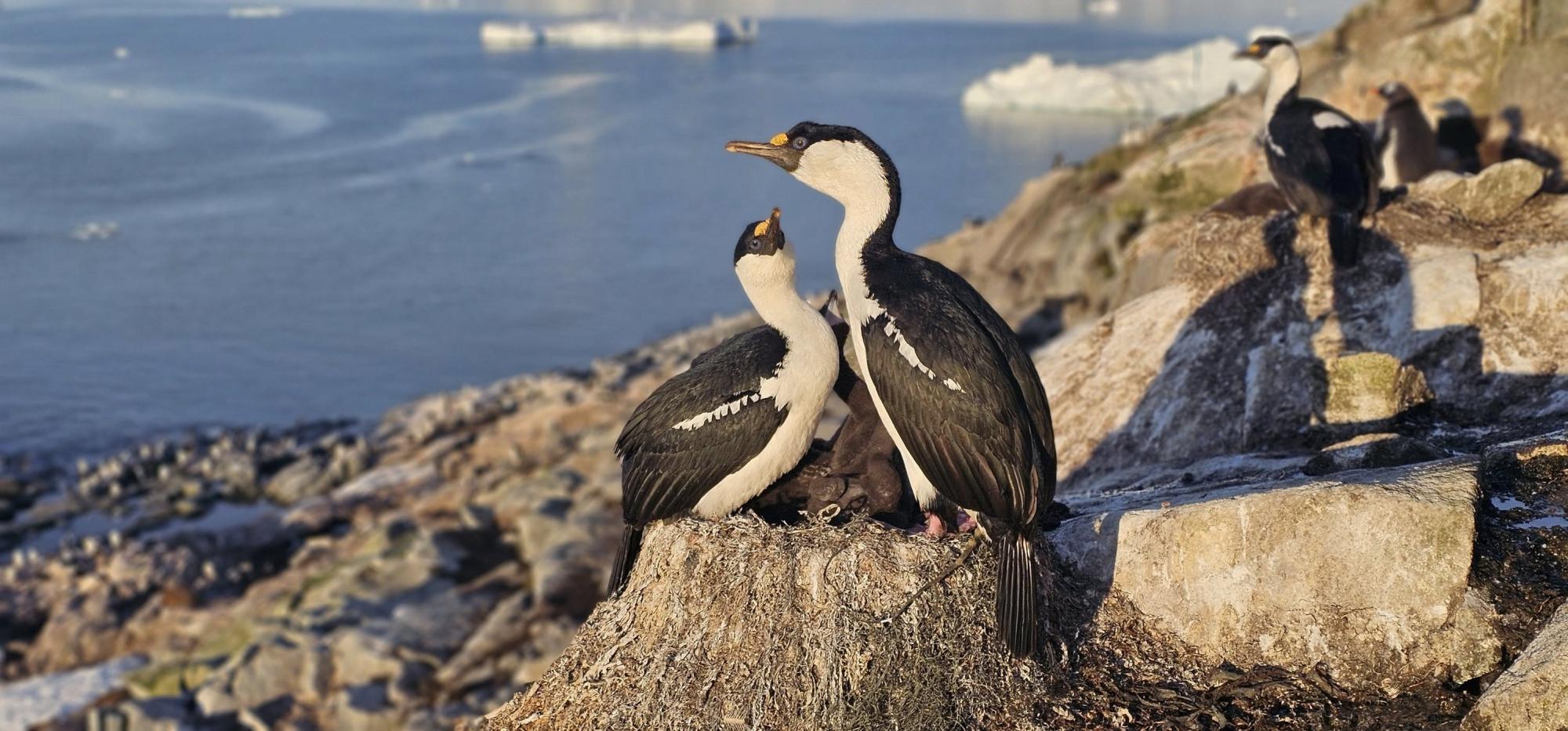 Валентинки от животных на станции "Академик Вернадский": полярники поделились чувственными фото