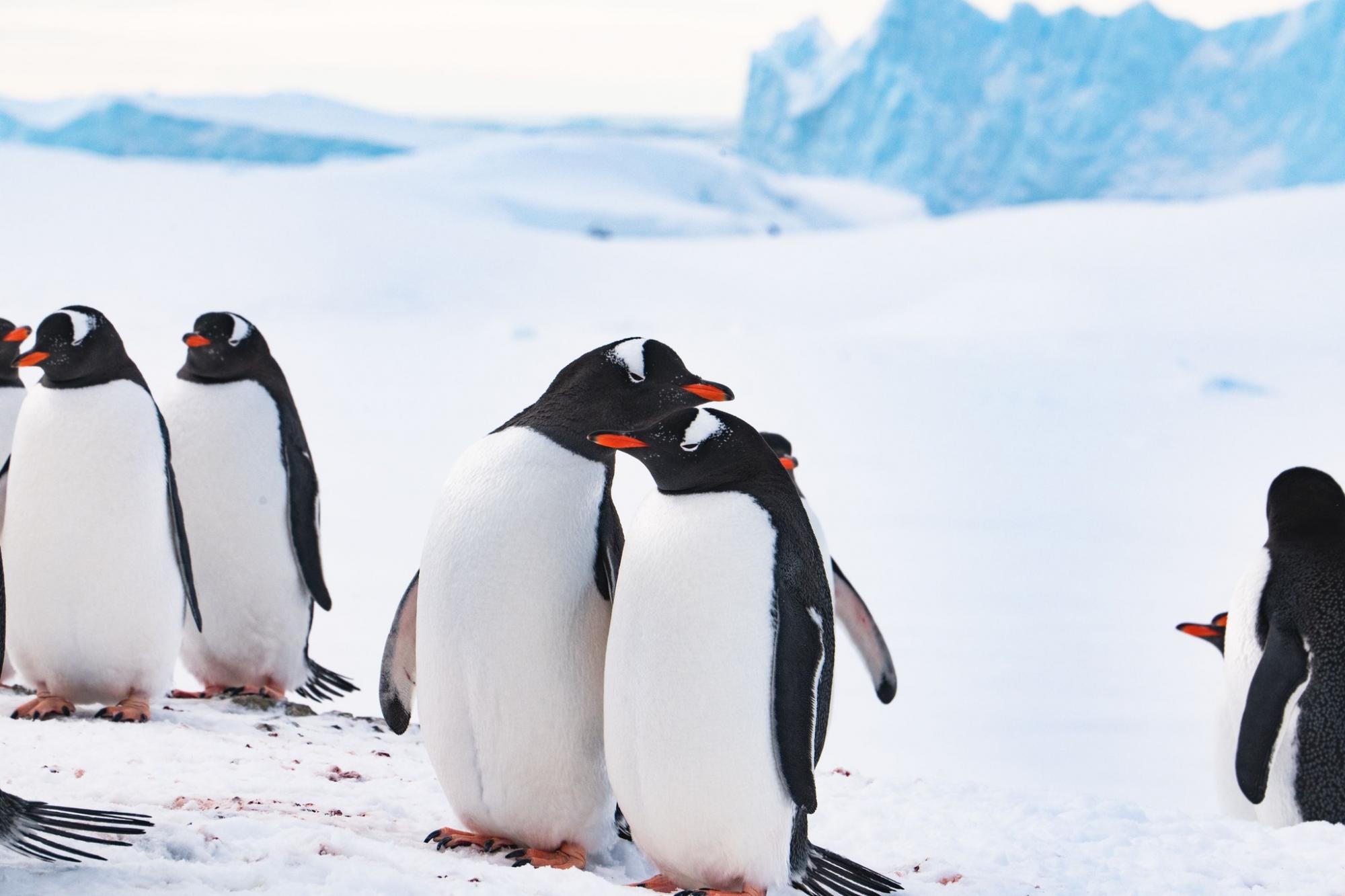 Валентинки от животных на станции "Академик Вернадский": полярники поделились чувственными фото