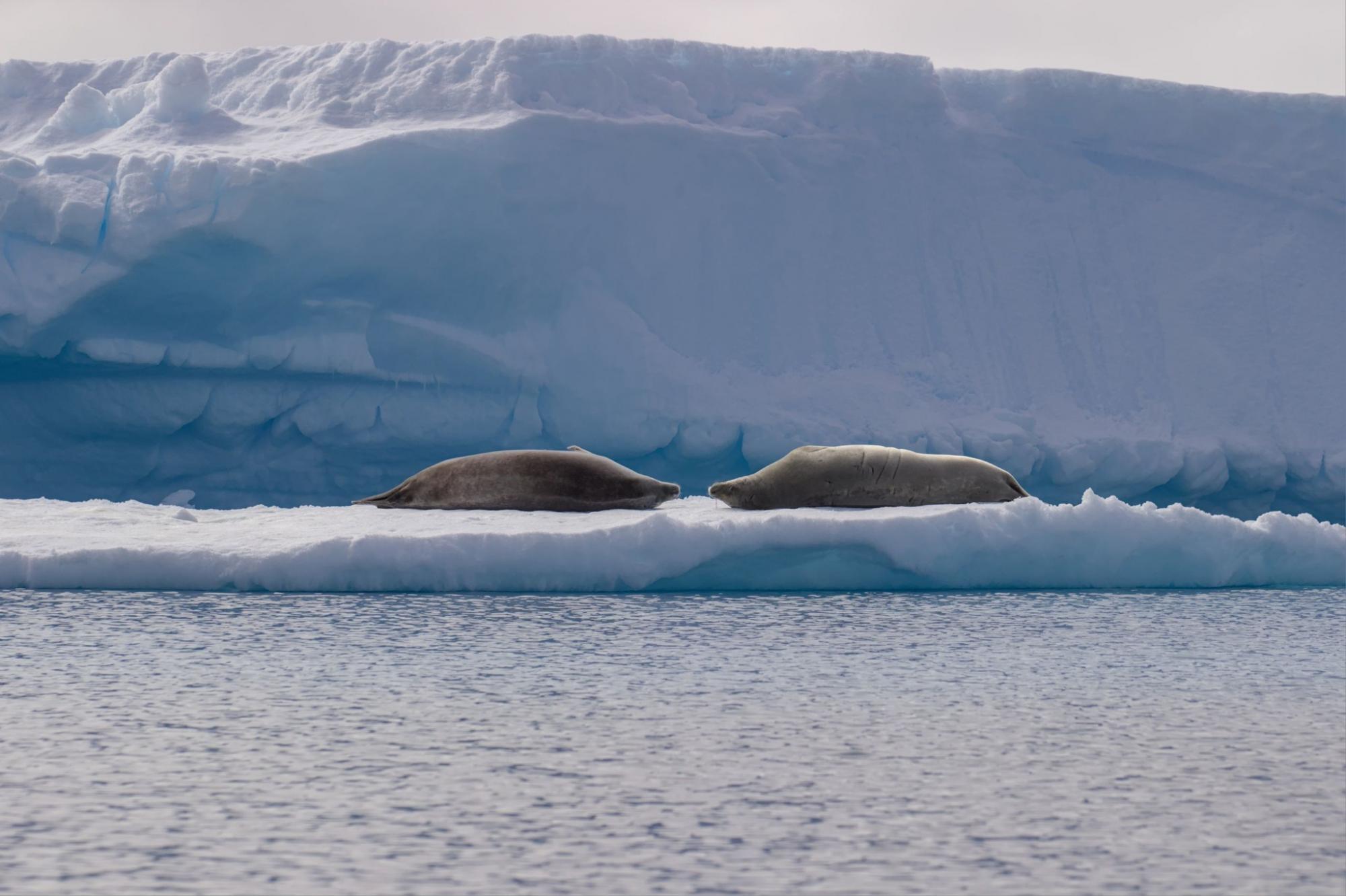Валентинки от животных на станции "Академик Вернадский": полярники поделились чувственными фото