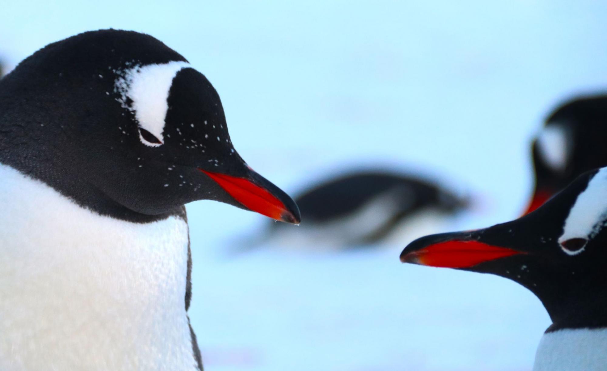 Валентинки от животных на станции "Академик Вернадский": полярники поделились чувственными фото