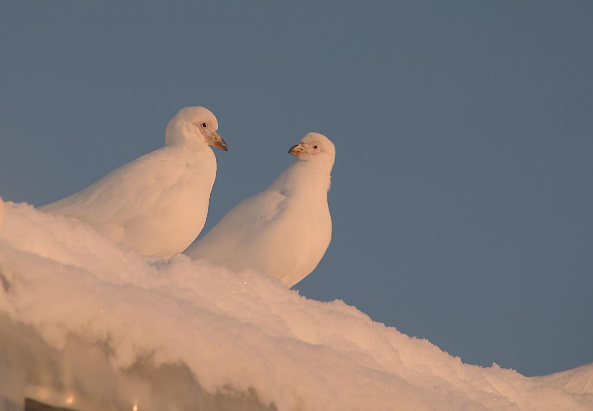Валентинки от животных на станции "Академик Вернадский": полярники поделились чувственными фото