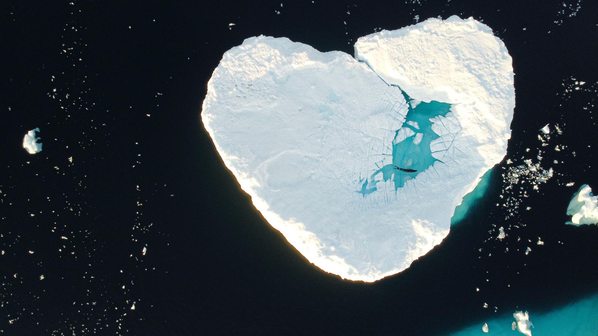 Валентинки от животных на станции "Академик Вернадский": полярники поделились чувственными фото