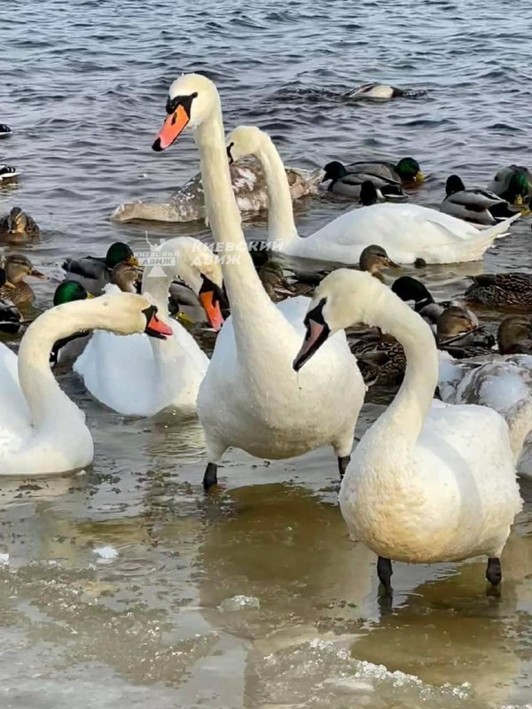 Один з київських парків окупували лебеді, чайки і качки: фантастичні фото