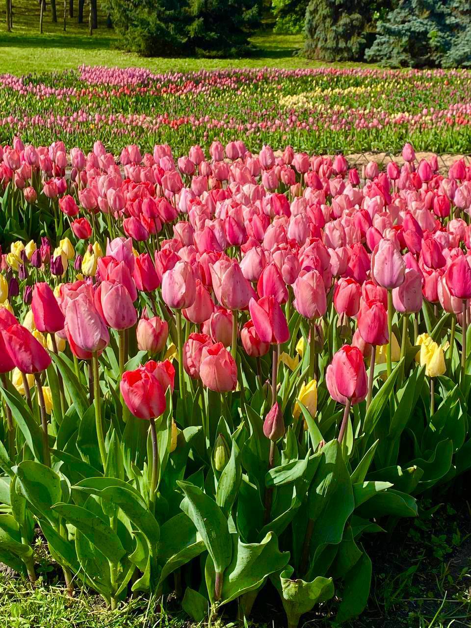 В Киеве расцвело море тюльпанов: фото невероятной красоты