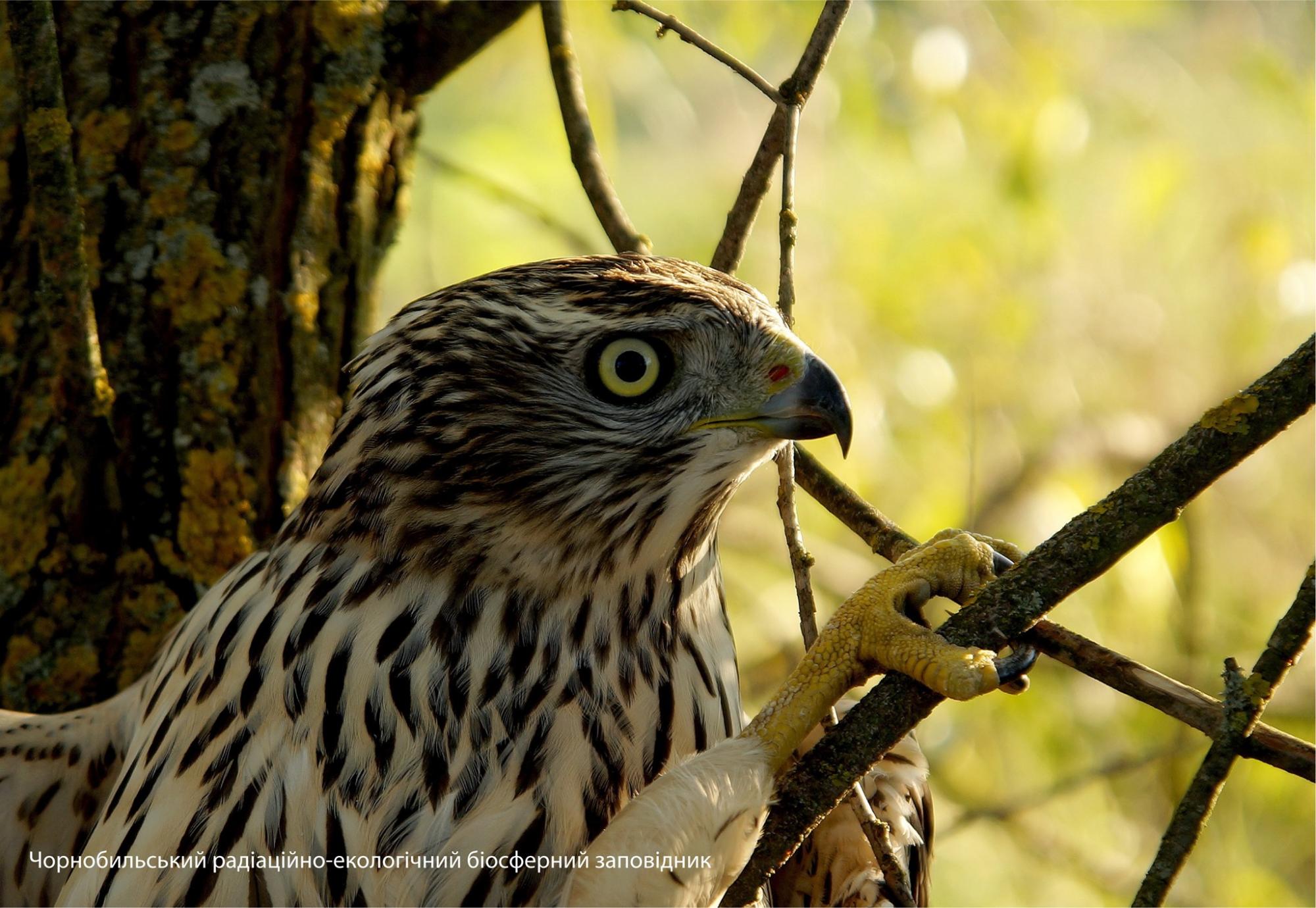 В Чернобыле в кадр попали редкие животные: самые красочные фото с зоны отчуждения