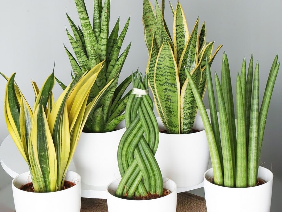 Это комнатное растение признали самым выносливым: роскошный вазон выживает в любых условиях