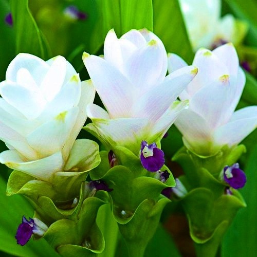 Куркума - не тільки спеція, але і розкішна квітка: як виростити її вдома