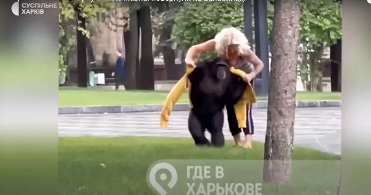 В Харькове на улице гулял шимпанзе, который сбежал из зоопарка: животное вернули на велосипеде (видео)