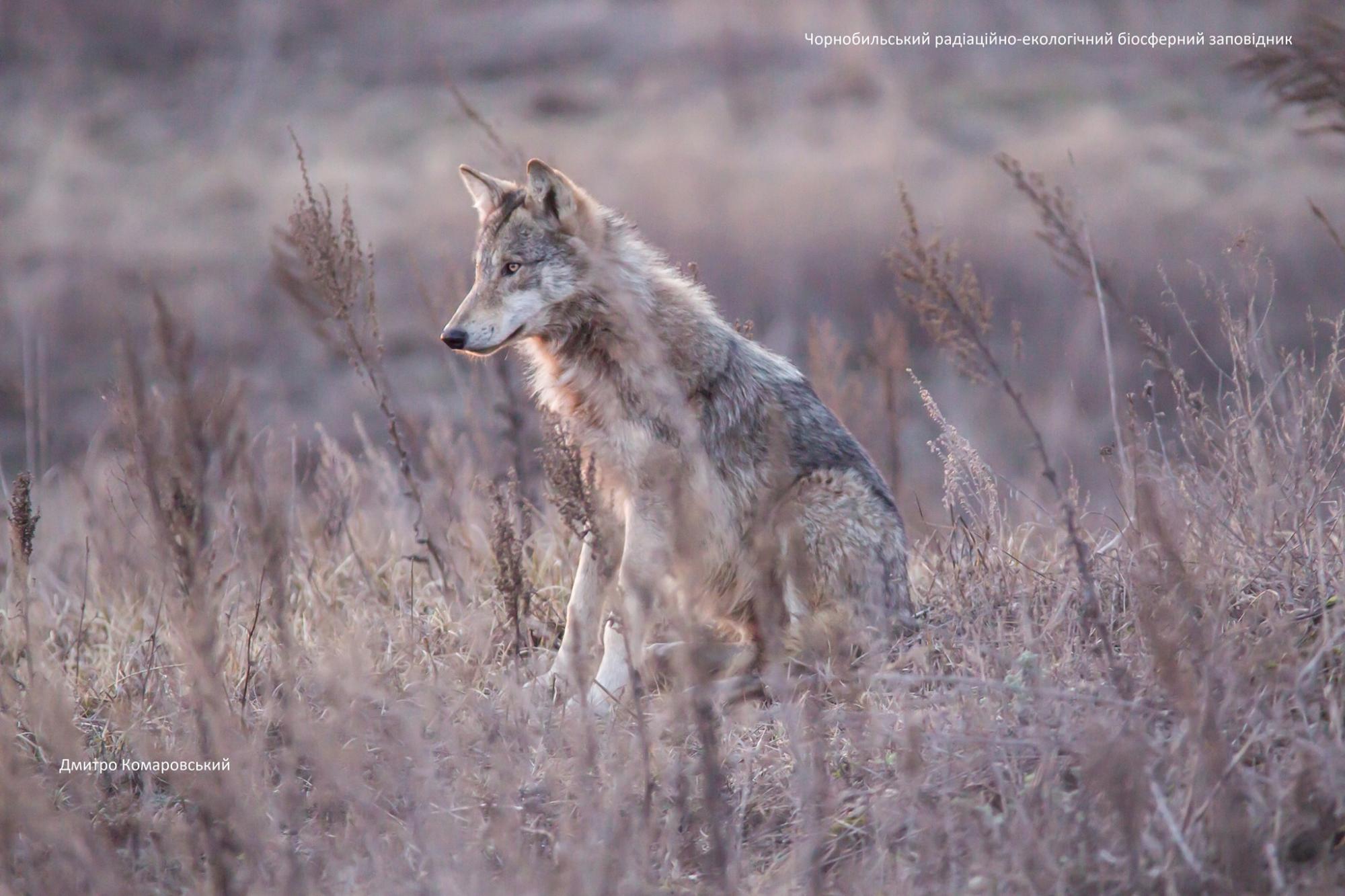 В Чернобыле в кадр попали редкие животные: самые красочные фото с зоны отчуждения