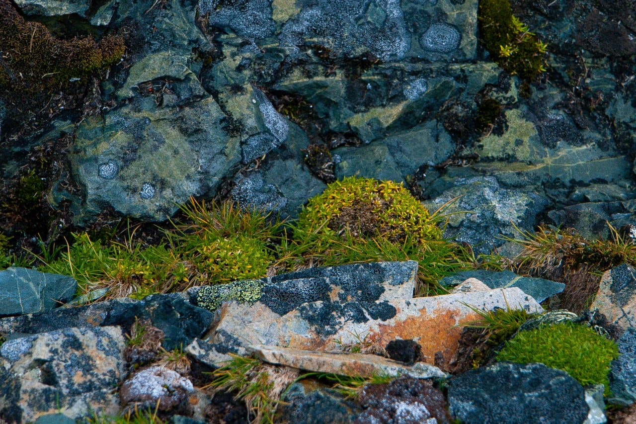 Українські полярники показали зелене літо в Антарктиці: захоплюючі фото природи