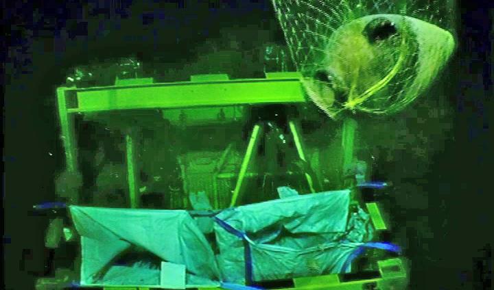 Біля узбережжя Ізраїлю знайдено затонулий корабель бронзового віку, якому понад 3300 років