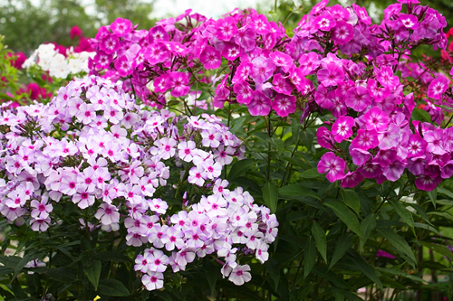 Посадіть ці рослини в березні, і вони будуть квітнути ціле літо: садоводам на замітку (фото)