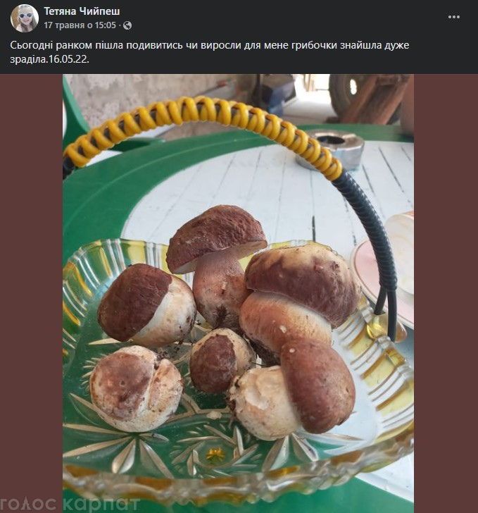 Сезон белых грибов: куда уже сейчас ехать грибникам на "тихую охоту"