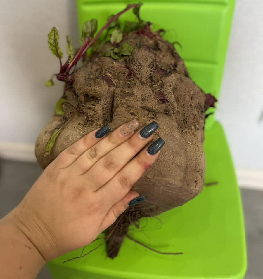 Без единых добавок. В Украине вырастили гигантскую свеклу (фото)