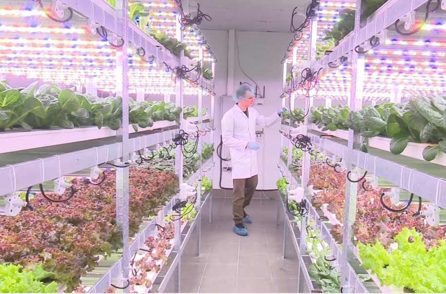 У Вінниці відкрили вертикальну ферму, де вирощують урожай без землі. Дивіться, як вона виглядає