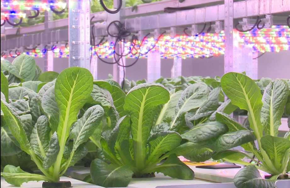 У Вінниці відкрили вертикальну ферму, де вирощують урожай без землі. Дивіться, як вона виглядає