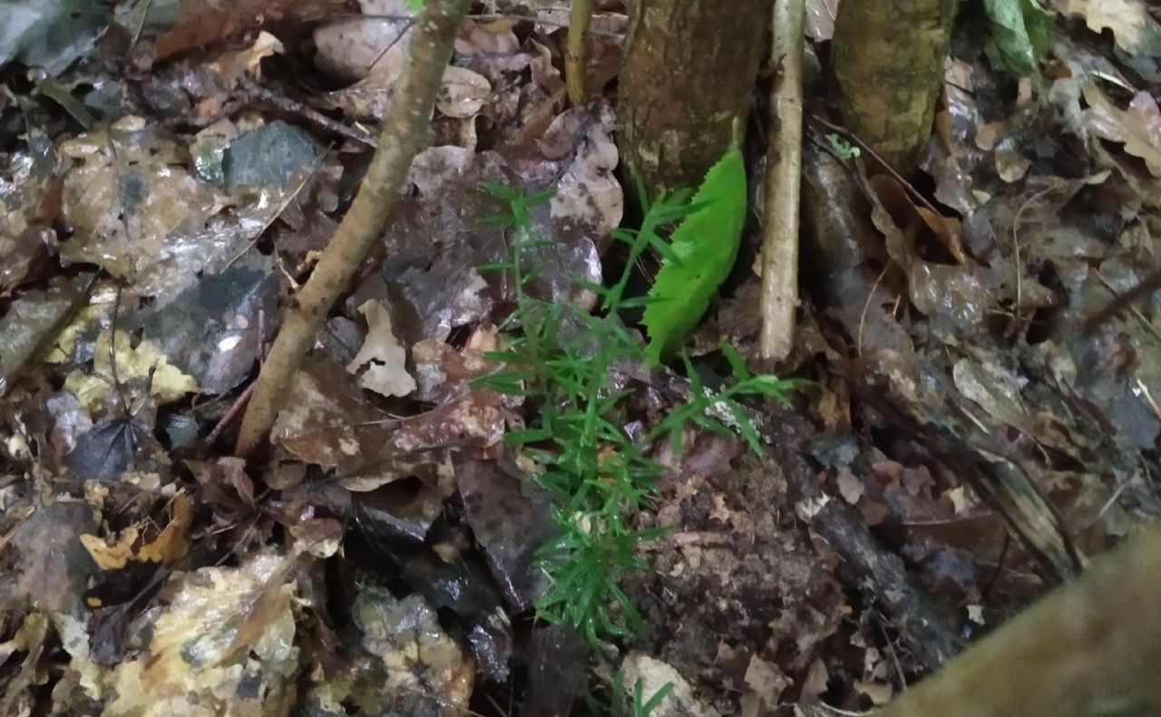 Під Києвом вперше знайшли давню рослину-релікт, якій 1,8 млн років (фото)
