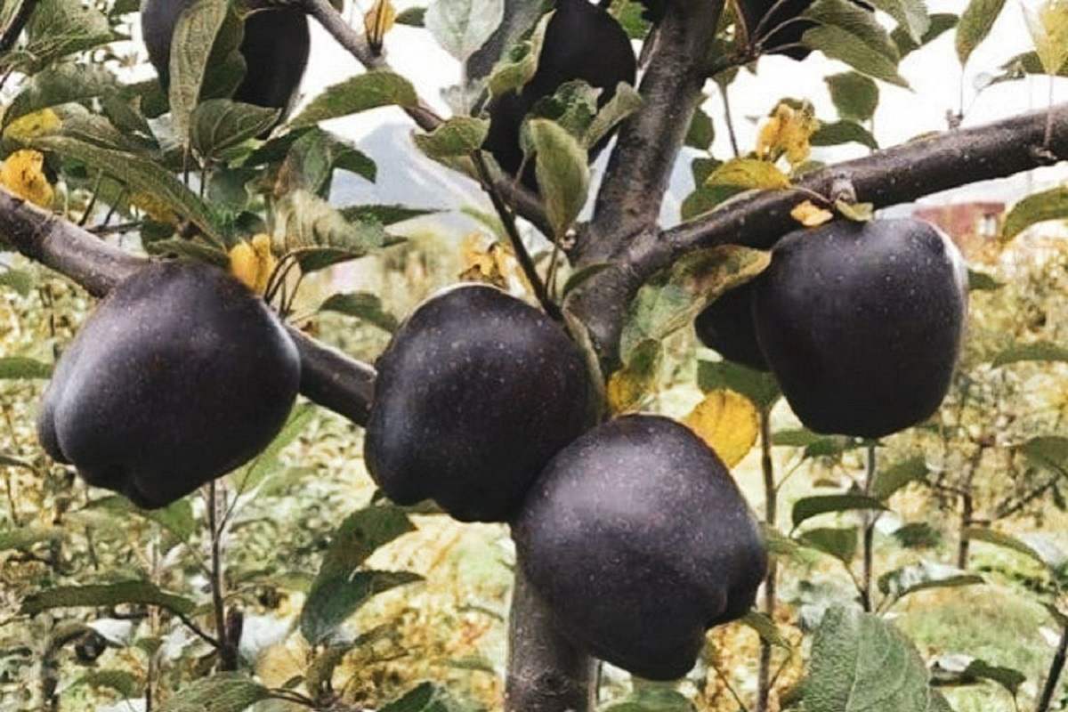 Цей український фрукт продовжить ваше життя на п'ять років