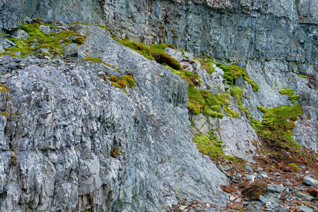 Українські полярники показали зелене літо в Антарктиці: захоплюючі фото природи