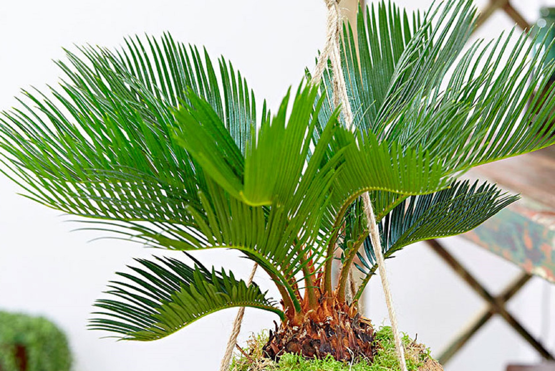 Ці 9 популярних кімнатних рослин небезпечні для котів: список і фото