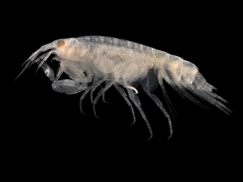 5 незвичайних тварин, названих на честь відомих людей