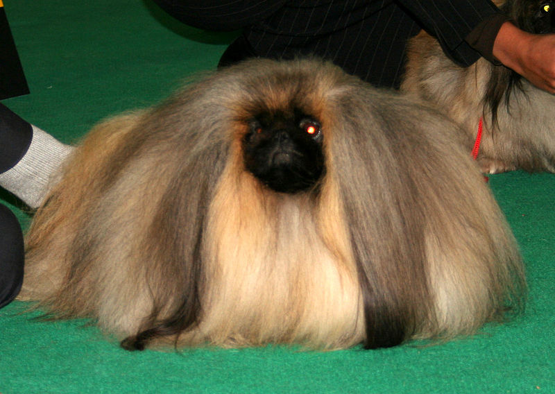 5 уникальных пород собак, родом из Китая