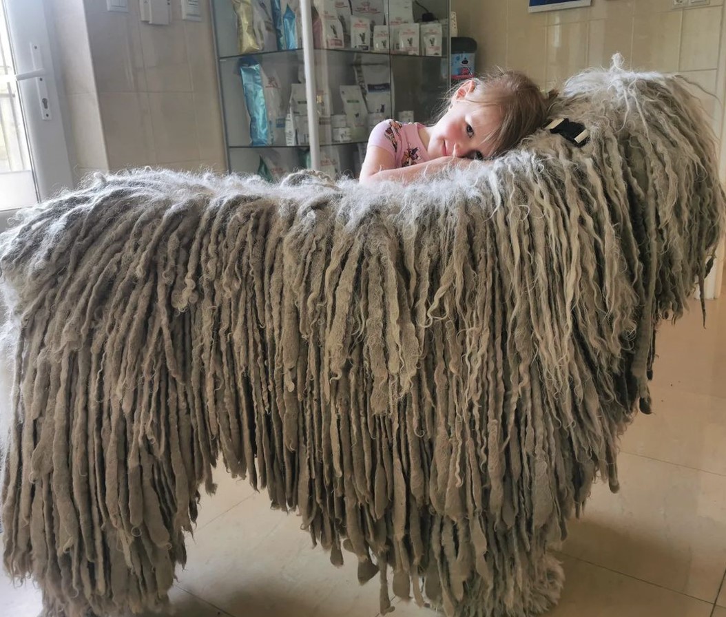 Об этой причудливой собаке говорят, что она плод любви волка и овцы (фото)