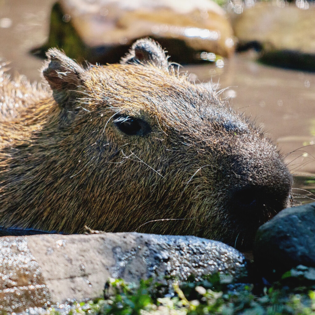 Врятований з-під обстрілів капібара Тоха закінчив лікування: як він виглядає зараз